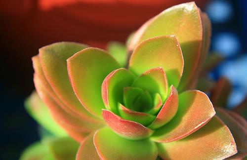 电脑族必备的防辐射植物