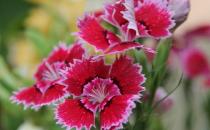 电脑一族必知：办公室适宜养哪些植物