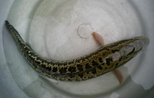 乌鱼子有哪些营养