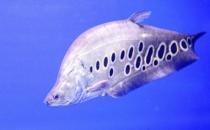 七星刀鱼的风水学应用-七星刀鱼的鱼缸摆放位置