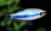 灯鱼的风水学应用-灯鱼的鱼缸摆放位置