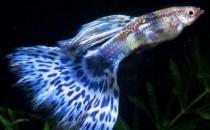 孔雀鱼的风水学应用-孔雀鱼的鱼缸摆放位置