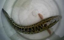 乌鱼有哪些营养