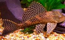 清道夫的基本介绍-清道夫如何养护？