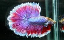 泰国斗鱼的简介-泰国斗鱼的寿命