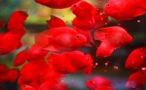 血鹦鹉的基本介绍-血鹦鹉的品种