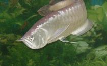 银龙鱼的鱼缸摆放位置-银龙鱼的风水学应用