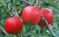 熬夜吃什么养颜？养颜水果大搜罗