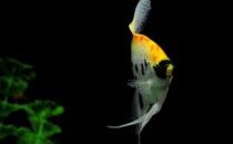 玻璃神仙鱼怎么养？玻璃神仙鱼的饲养环境