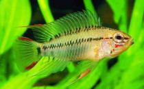 彩鳍短鲷是什么？彩鳍短鲷怎么鉴别？