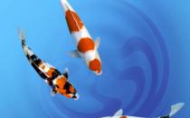 大正三色锦鲤购买须知-大正三色锦鲤的简介