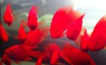 红元宝鱼的寿命-红元宝鱼怎么养？