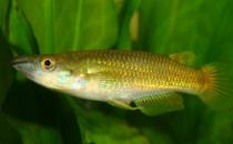 黄金鳉的简介-黄金鳉的特征是什么？