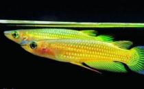 黄金鳉怎么养？黄金鳉的寿命