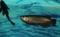 澳洲星点龙鱼怎么养？澳洲星点龙鱼的生存环境