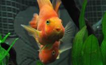 血鹦鹉鱼的简介-血鹦鹉鱼的寿命