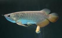 高背金龙鱼的简介-高背金龙鱼的配对方法