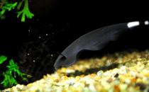 黑魔鬼的简介-黑魔鬼的特征