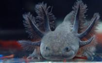 六角龙鱼的鱼缸怎么布置？六角龙鱼的简介