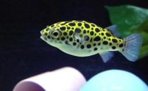 潜水艇鱼的简介-潜水艇鱼的体型特征