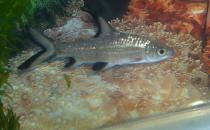 银鲨怎么养？银鲨饲养需要注意什么？