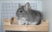 标准灰龙猫怎么养？养标准灰龙猫的方法