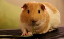 荷兰猪怎么养？荷兰猪的价值