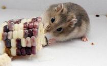 黑线仓鼠的简介-黑线仓鼠的生活习性