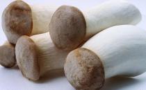 鸡腿菇有什么营养价值？