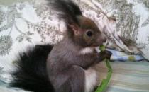 魔王松鼠的简介-魔王松鼠的习性