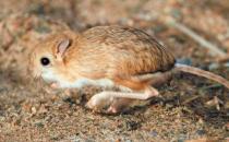 跳鼠是怎样的？跳鼠的品种