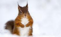 雪地松鼠的简介-雪地松鼠怎么养？