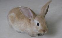 标准金吉拉兔的简介-标准金吉拉兔怎么养？