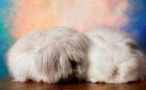 法国安哥拉兔怎么养？法国安哥拉兔的价格