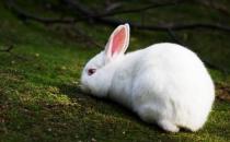 哈尔滨大白兔的形态特征有哪些？