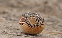 男人吃什么食物补肾又补精