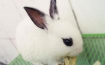 海棠兔怎么养？海棠兔的养殖方法