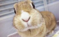 忌廉兔的简介-忌廉兔的价格