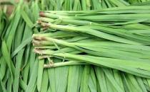 韭菜的功效 韭菜子治早泄吗