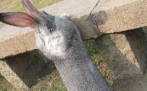 金吉拉兔的产地-金吉拉兔有哪些品种？