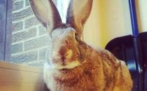 巨型花明兔的产地-巨型花明兔产自哪里？