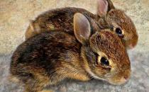 琉球兔的产地-琉球兔是怎样的？