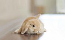 迷你兔的价格-纯种迷你兔多少钱？