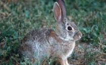 沙漠棉兔怎么养？沙漠棉兔吃什么？