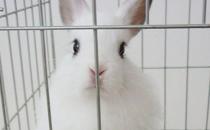 西施兔是怎样的？西施兔的简介