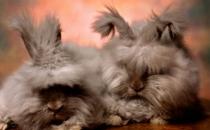 英国安哥拉兔的产地 英国安哥拉兔的来源