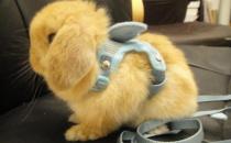 英国垂耳兔的价格如何？