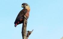 暗色鹦鹉的产地 暗色鹦鹉的饲养方法