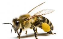 被蜜蜂蛰哪比较疼？