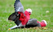 粉红胸凤头鹦鹉的简介 粉红胸凤头鹦鹉的产地